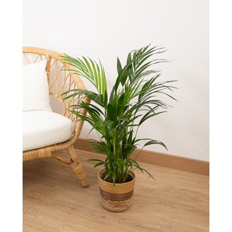 Areca M17