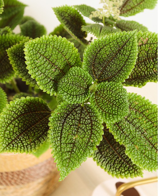 Pilea Moon Valley M14