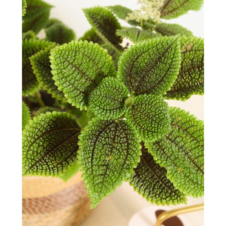 Pilea Moon Valley M14