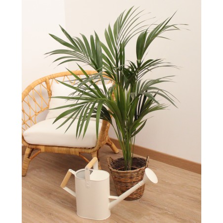Kentia (1,40m) M21 5pp