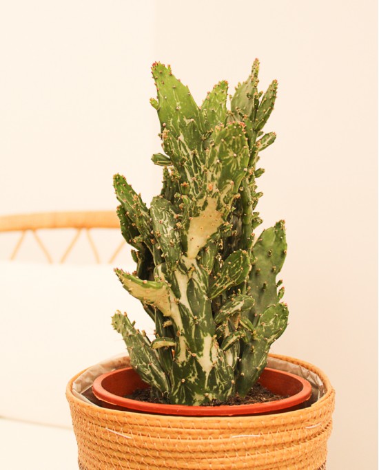Cactus Variados M17