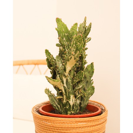 Cactus Variados M17