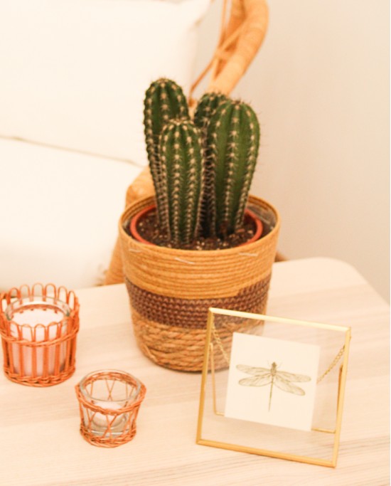 Cactus Variados M17