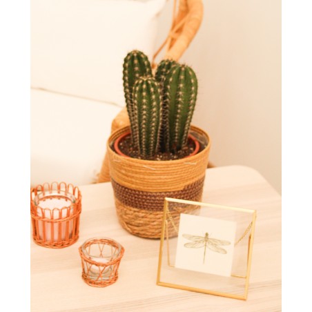 Cactus Variados M17
