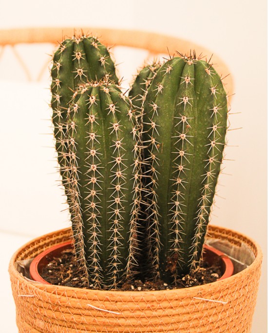 Cactus Variados M17