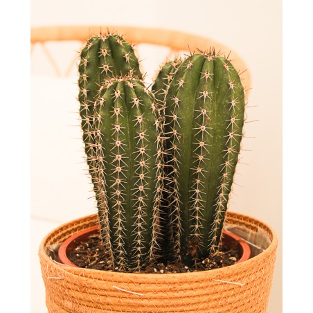 Cactus Variados M17
