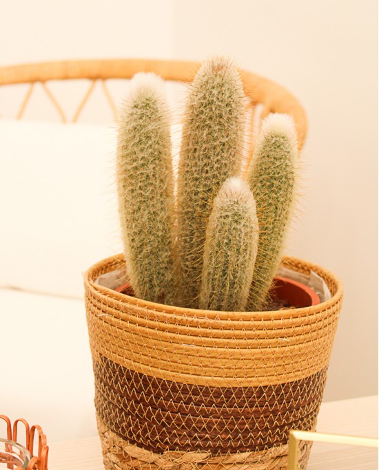 Cactus Variados M17