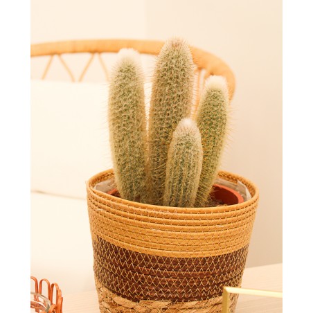 Cactus Variados M17