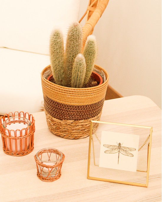 Cactus Variados M17