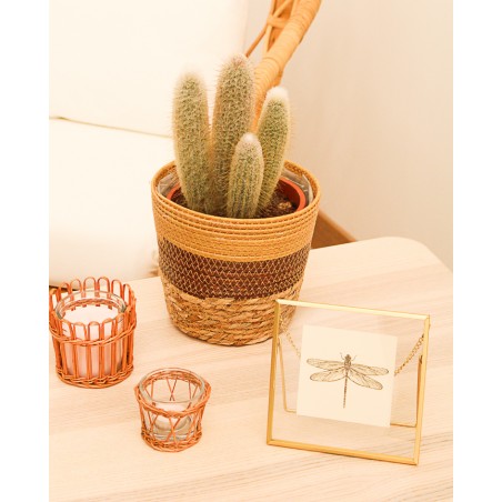 Cactus Variados M17