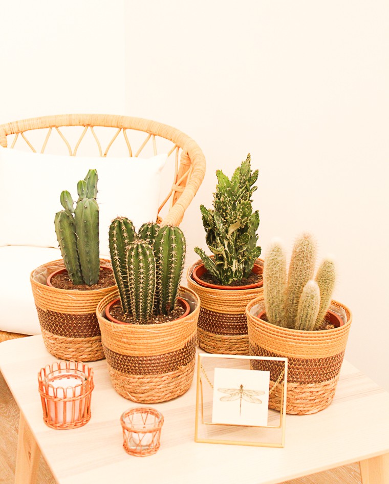 Cactus Variados M17