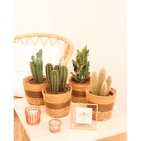 Cactus Variados M17