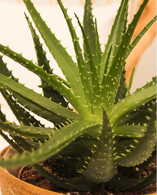 Aloe Arborescens M17
