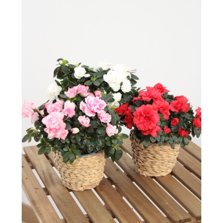 Azalea Indica M-13