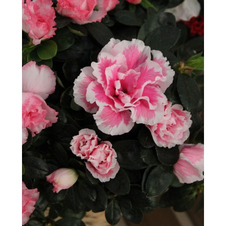 Azalea Indica M-13