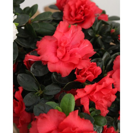 Azalea Indica M-13