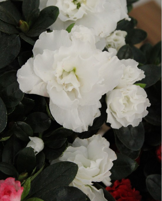 Azalea Indica M-13