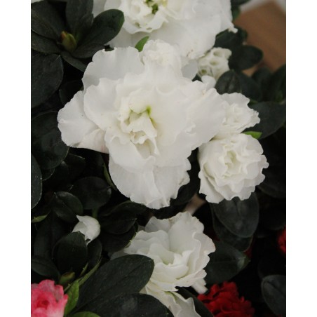 Azalea Indica M-13