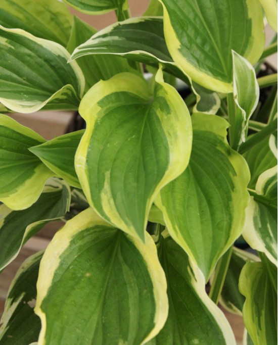 Hosta Mix M13