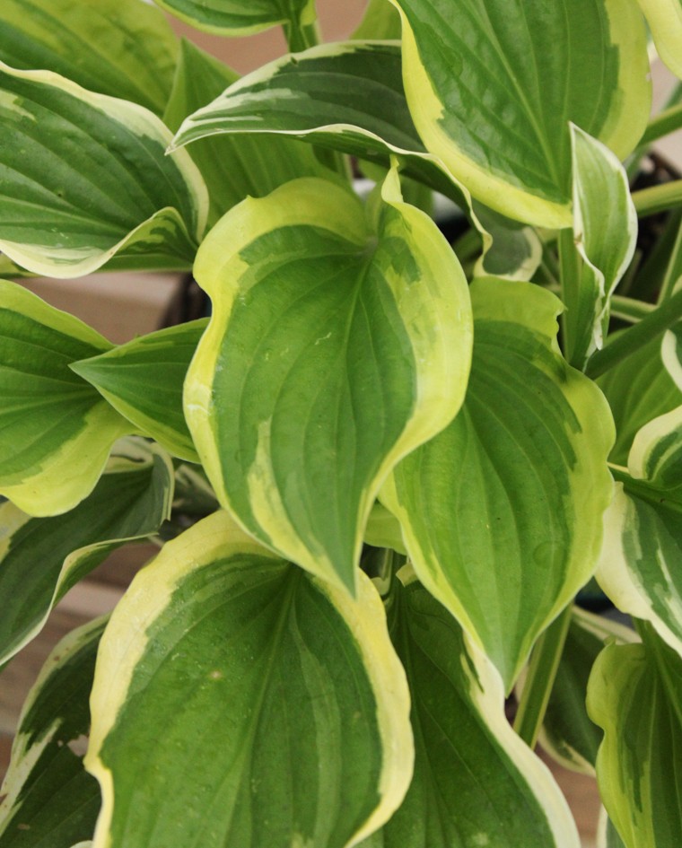 Hosta Mix M13