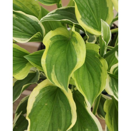 Hosta Mix M13