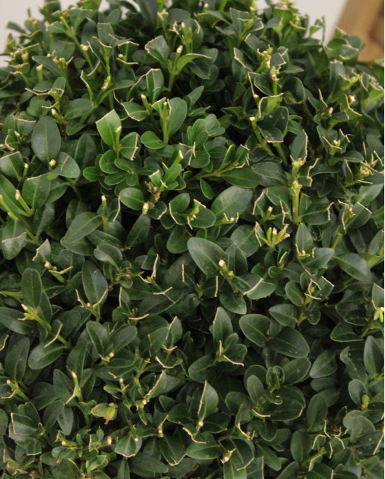 Buxus Bola M23