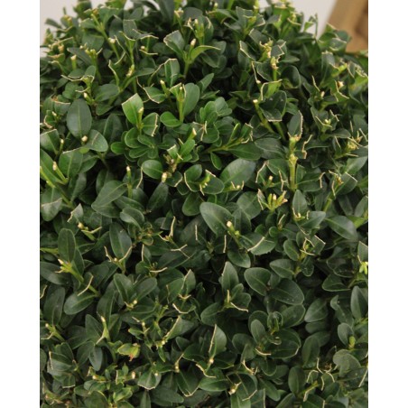 Buxus Bola M23