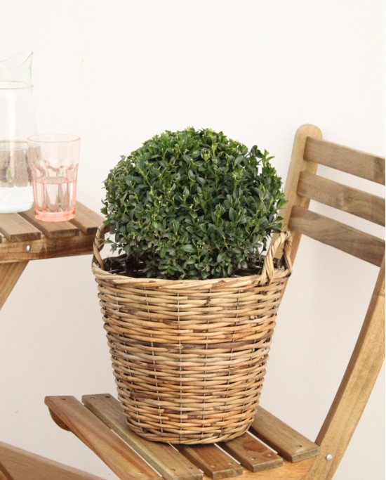 Buxus Bola M23