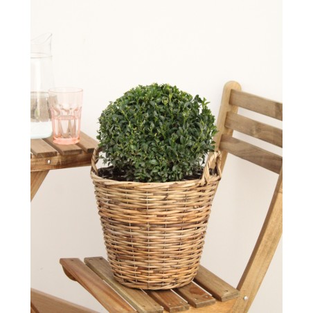 Buxus Bola M23
