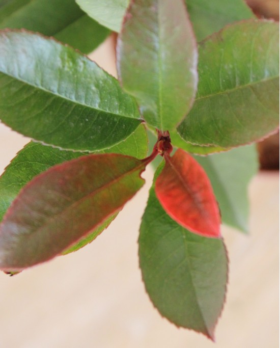 Photinia Roja M17
