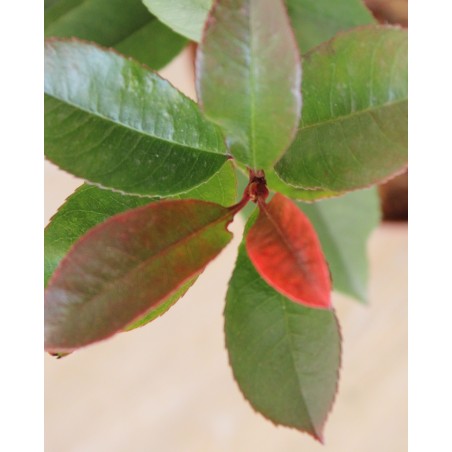 Photinia Roja M17