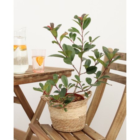 Photinia Roja M17