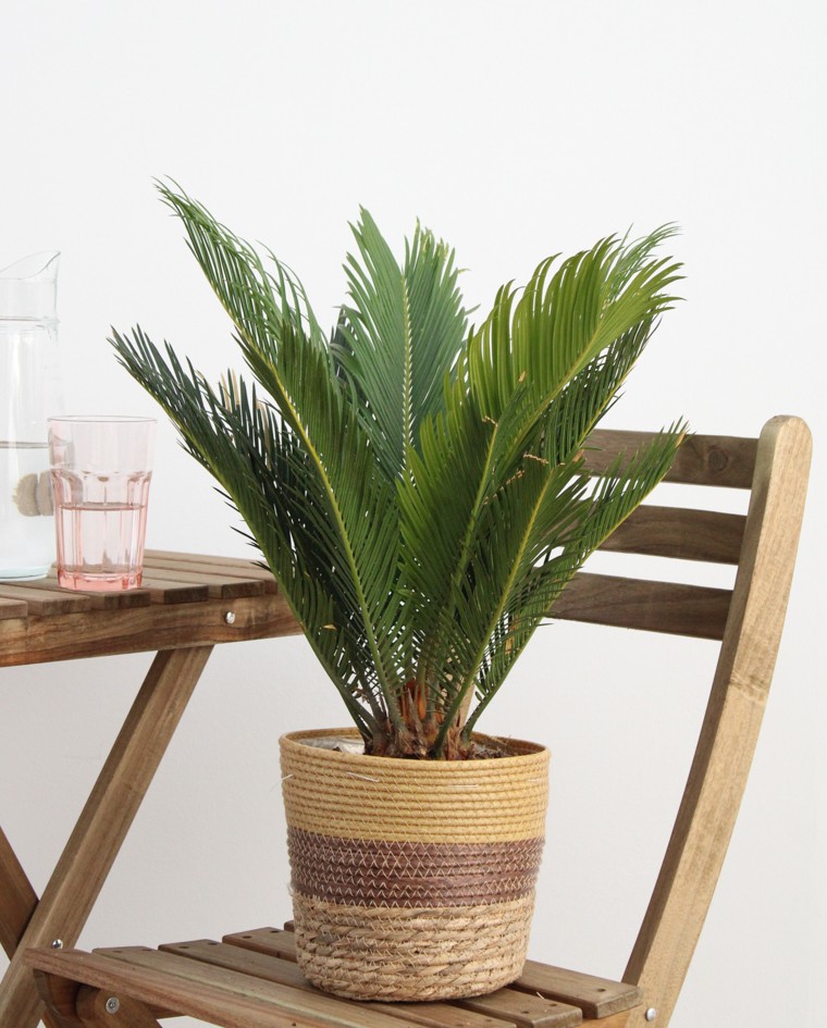 Cyca Revoluta M17