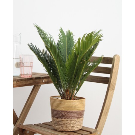 Cyca Revoluta M17