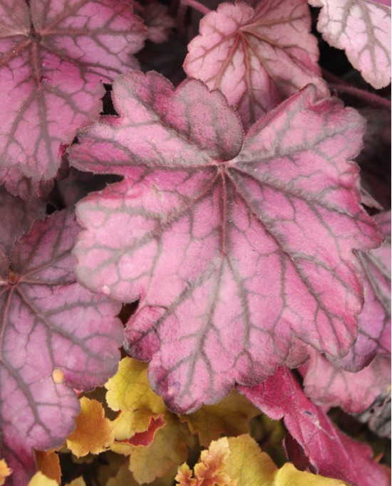 Heuchera M19