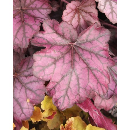 Heuchera M19