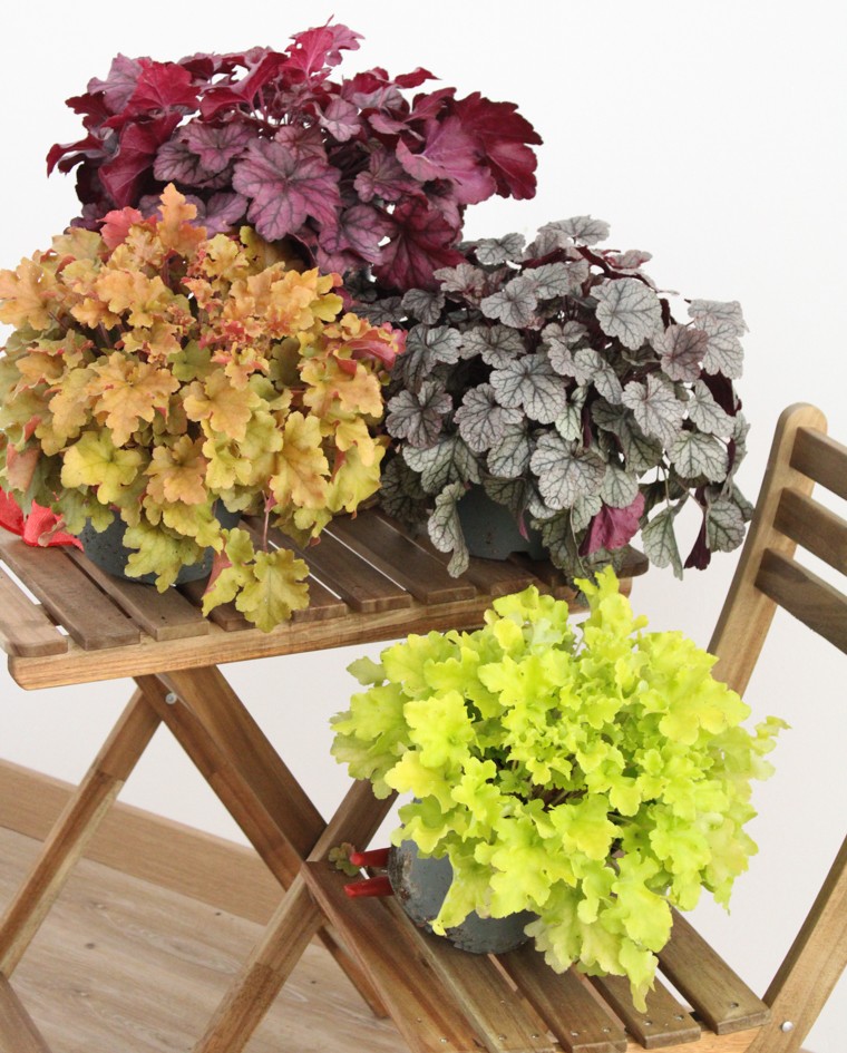 Heuchera M19