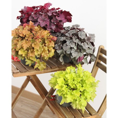 Heuchera M19