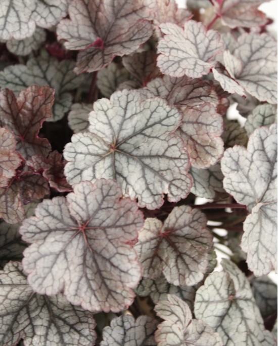 Heuchera M19