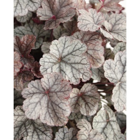 Heuchera M19
