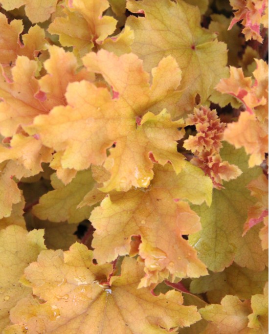 Heuchera M19