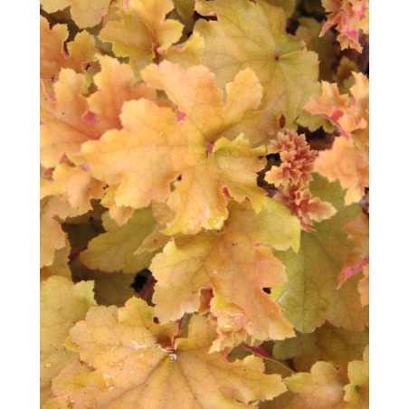 Heuchera M19