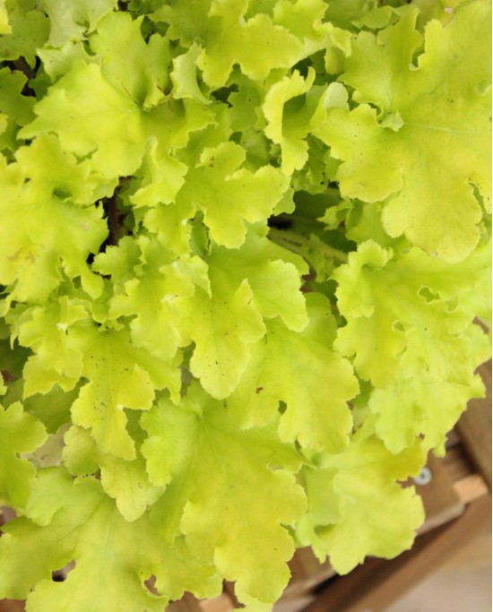 Heuchera M19