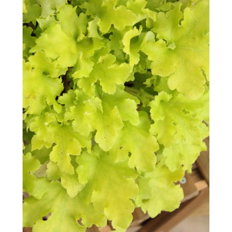 Heuchera M19