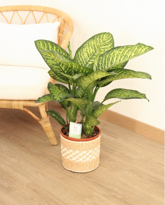 Dieffenbachia Tropic M22