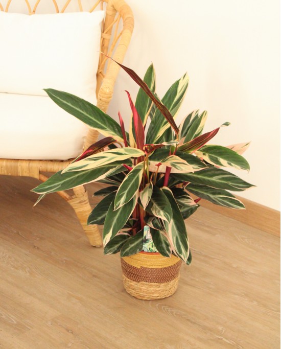 Calathea Stromanthe Triostar G