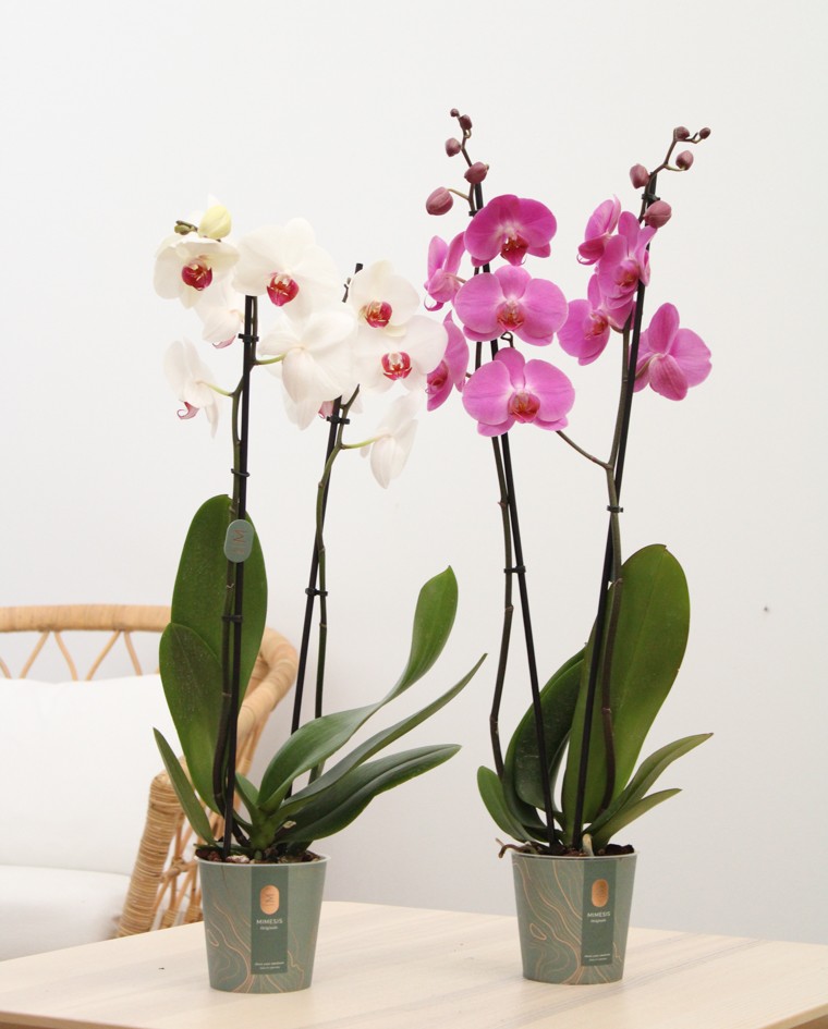 Comprar orquídeas amarilla, blanca, rosa o naranja |La Majosa