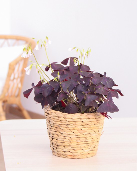 Oxalis Triangularis Mijke
