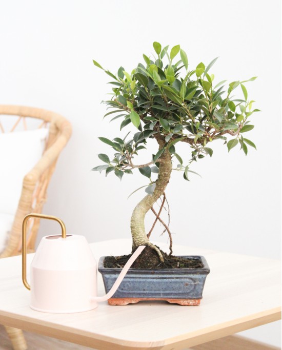 Bonsai Ficus Retusa 8 Años