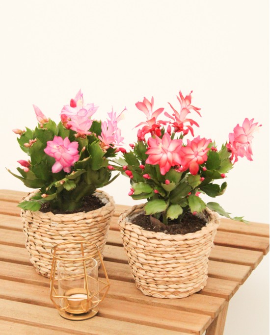 Schlumbergera Mix P